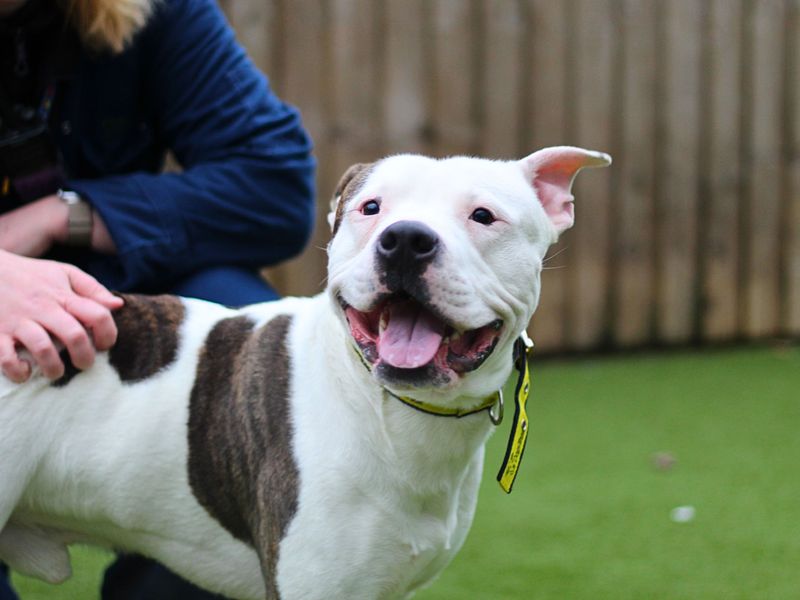 Staffordshire Bull Terrier for adoption in Manchester, Greater Manchester – 2 years old - Image 5 of 5