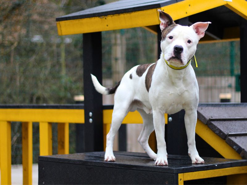 Cyrus for sale in Manchester, Greater Manchester | Image 4