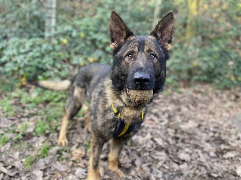 Morgan | German Shepherd Dog | Ilfracombe - 1