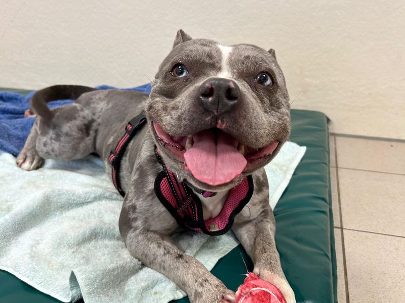 Maggie | American Bully Pocket | Loughborough - 1
