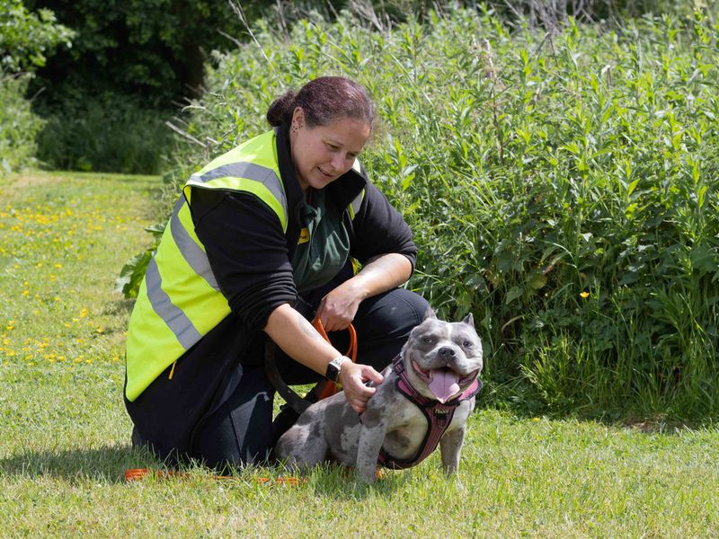Maggie | American Bully Pocket | Loughborough - 1