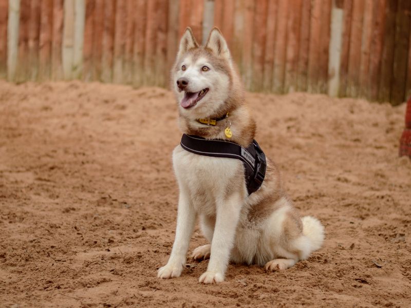 Siberian Husky for adoption in Kenilworth, Warks – 9 years old
