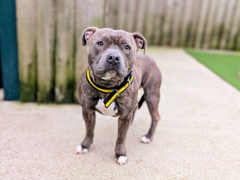 Staffordshire Bull Terrier for adoption in Cardiff, Glamorgan – 2 years old
