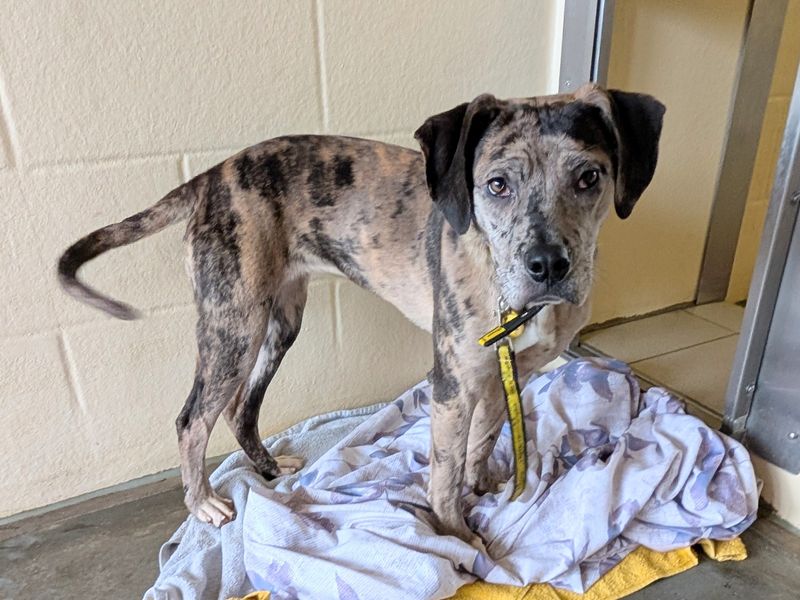 Great Dane for adoption in Wymeswold, Leicestershire – 1 year old
