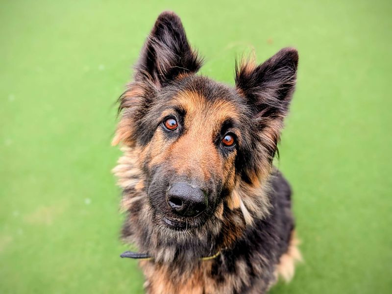 German Shepherd for adoption in Cardiff, Glamorgan – 8 years old - Image 2 of 8