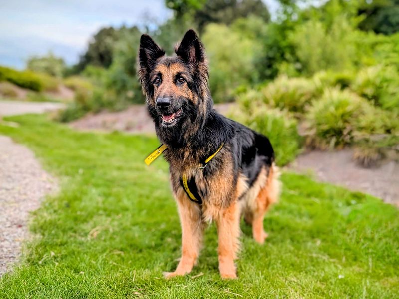 German Shepherd for adoption in Cardiff, Glamorgan – 8 years old - Image 4 of 8