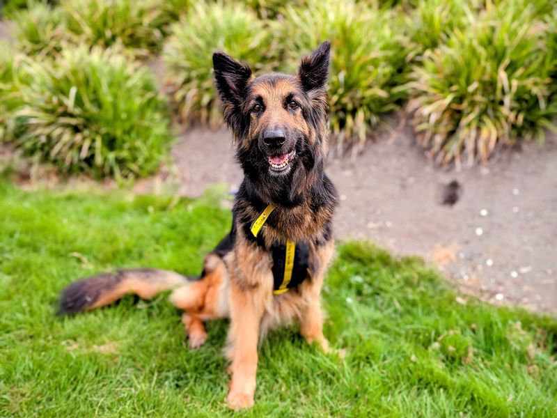 German Shepherd for adoption in Cardiff, Glamorgan – 8 years old - Image 8 of 8