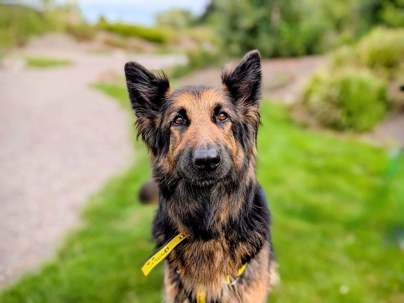 German Shepherd for adoption in Cardiff, Glamorgan – 8 years old - Image 6 of 8