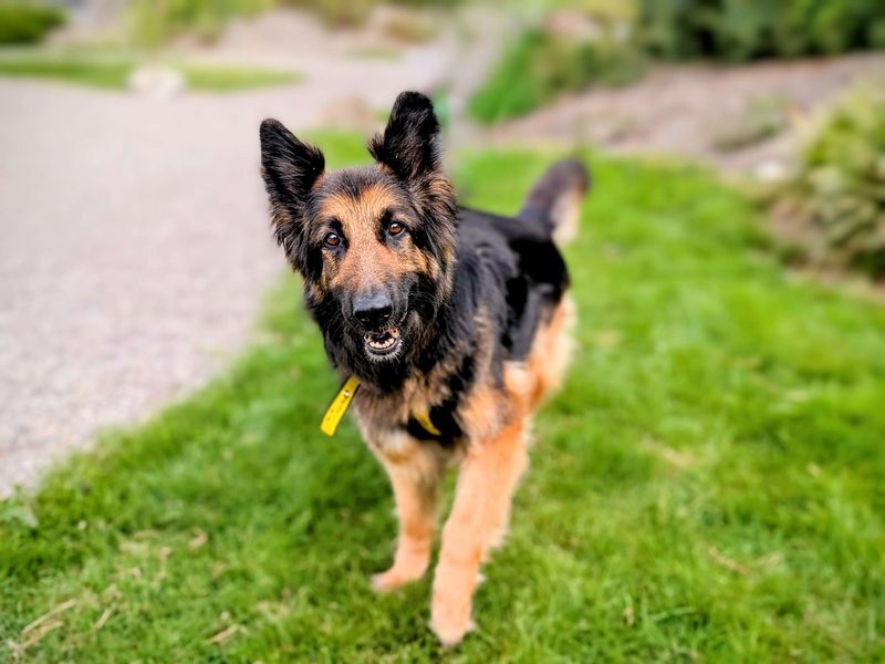Kiki | German Shepherd Dog | Cardiff - 1