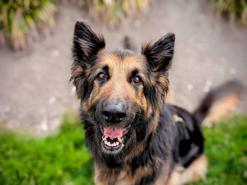 German Shepherd for adoption in Cardiff, Glamorgan – 8 years old - Image 3 of 8