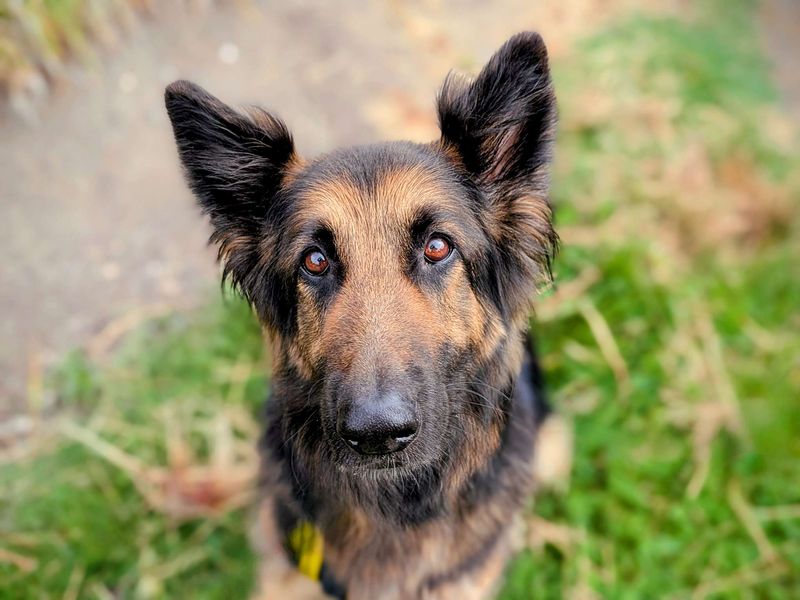 German Shepherd for adoption in Cardiff, Glamorgan – 8 years old - Image 7 of 8
