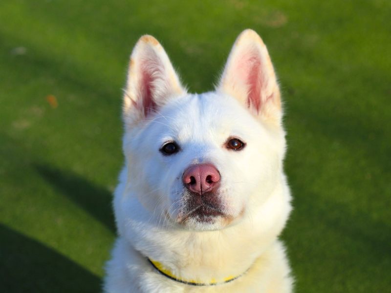 Nina for sale in Manchester, Greater Manchester | Image 2