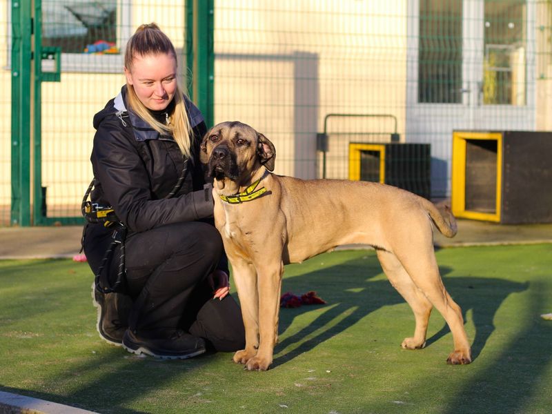 Mastiff for adoption in Manchester, Greater Manchester – 2 years old - Image 4 of 5
