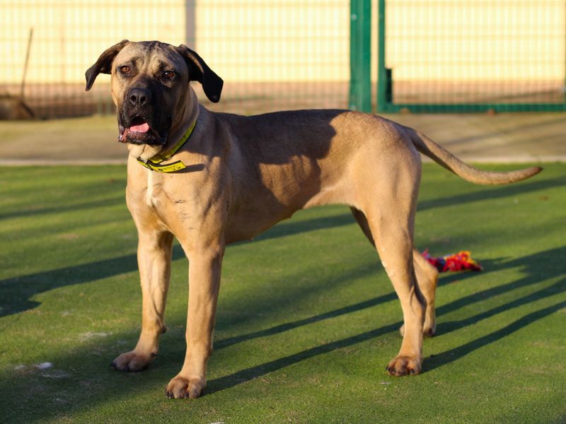 Mastiff for adoption in Manchester, Greater Manchester – 2 years old - Image 2 of 5