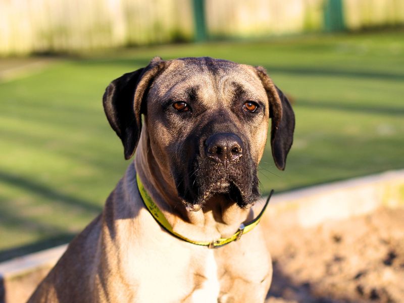 Mastiff for adoption in Manchester, Greater Manchester – 2 years old - Image 5 of 5