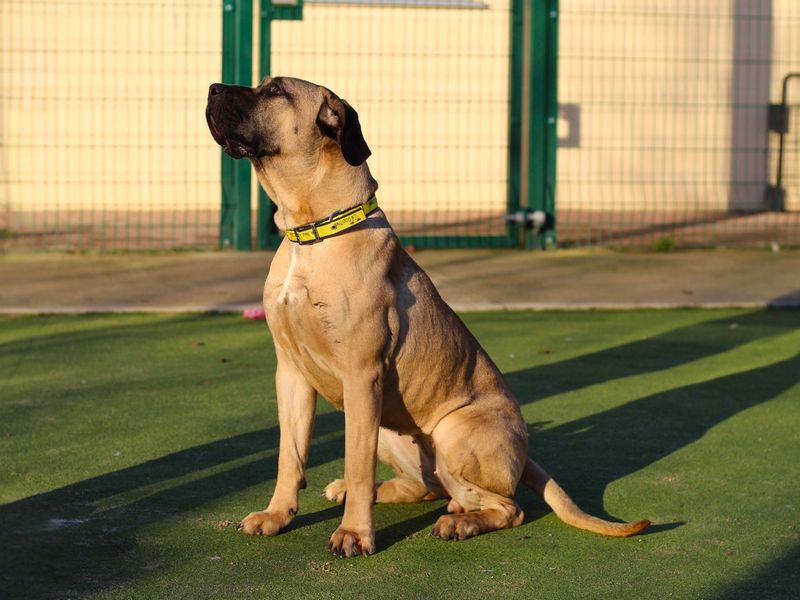 Mastiff for adoption in Manchester, Greater Manchester – 2 years old - Image 3 of 5