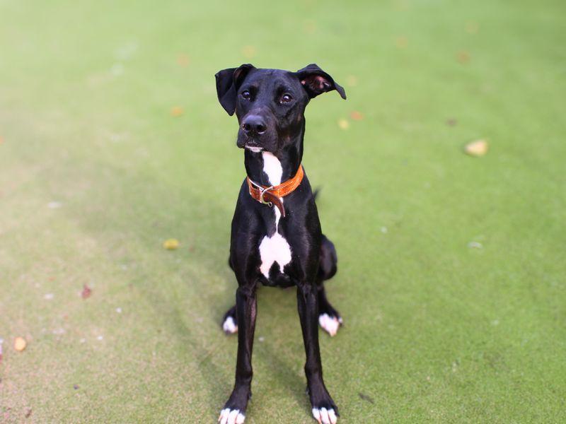 Edith, a 4 years old female Lurcher available for adoption from Dogs Trust in Manchester, Greater Manchester