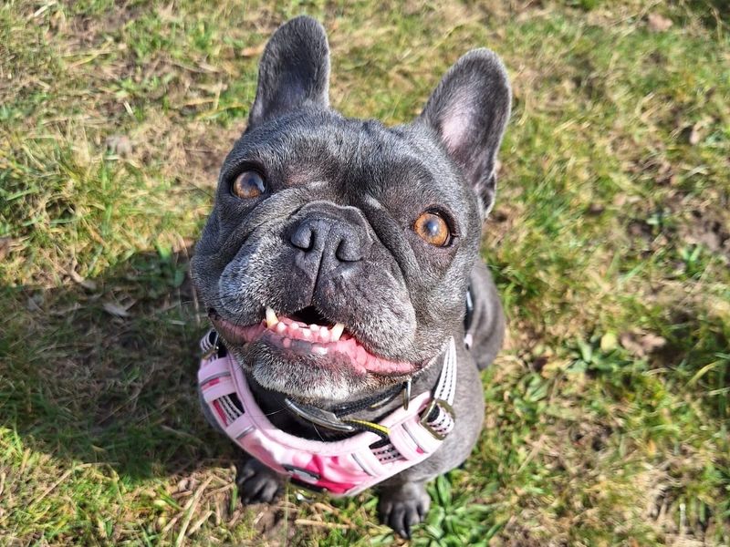 Bluebelle for sale in Telford, Shropshire