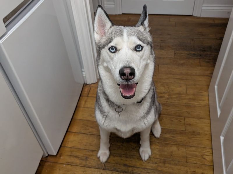 Siberian Husky for adoption in Newbury, Berks – 6 years old - Image 2 of 2