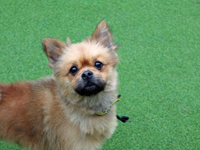 Pomeranian for adoption in Shoreham by Sea, West Sussex – 3 years old - Image 3 of 5