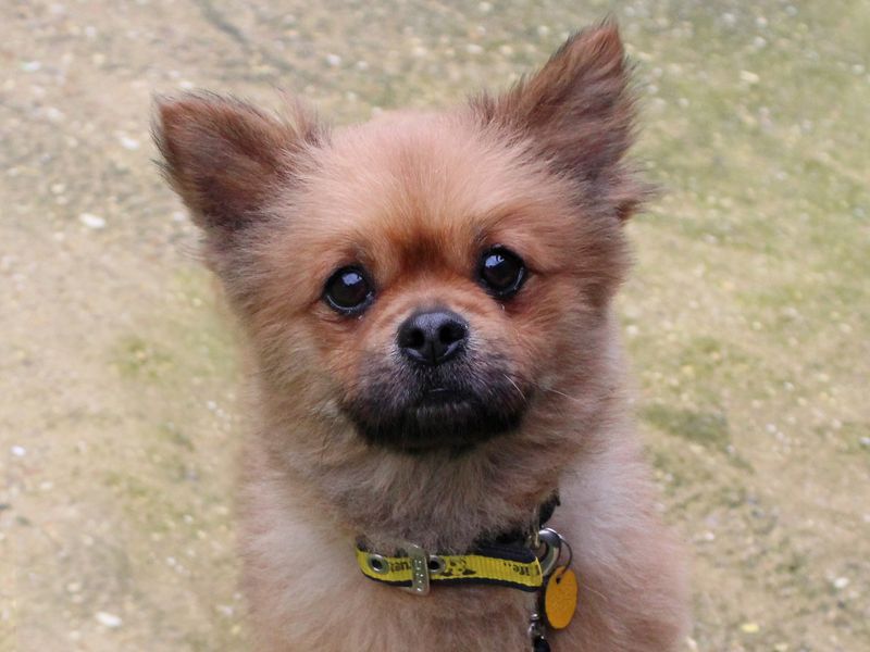 Pomeranian for adoption in Shoreham by Sea, West Sussex – 3 years old - Image 1 of 5