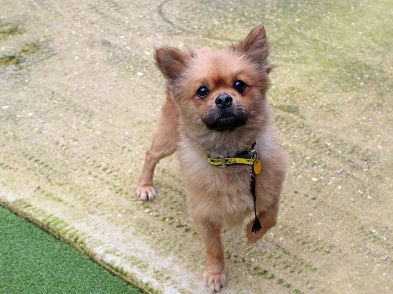 Pomeranian for adoption in Shoreham by Sea, West Sussex – 3 years old - Image 4 of 5