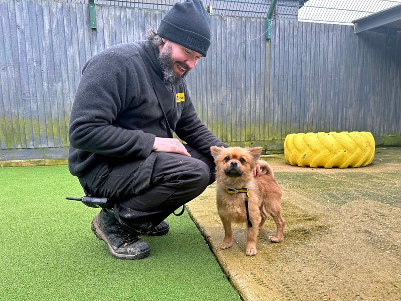 Pomeranian for adoption in Shoreham by Sea, West Sussex – 3 years old - Image 2 of 5