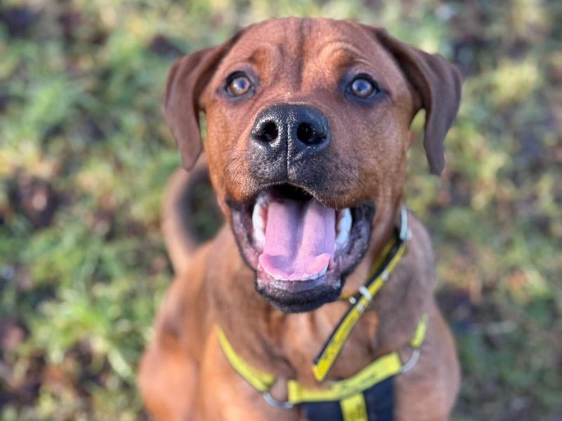 Vinny for sale in Telford, Shropshire | Image 3