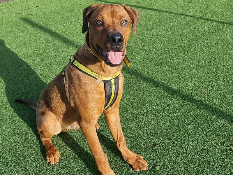 Vinny for sale in Telford, Shropshire | Image 4