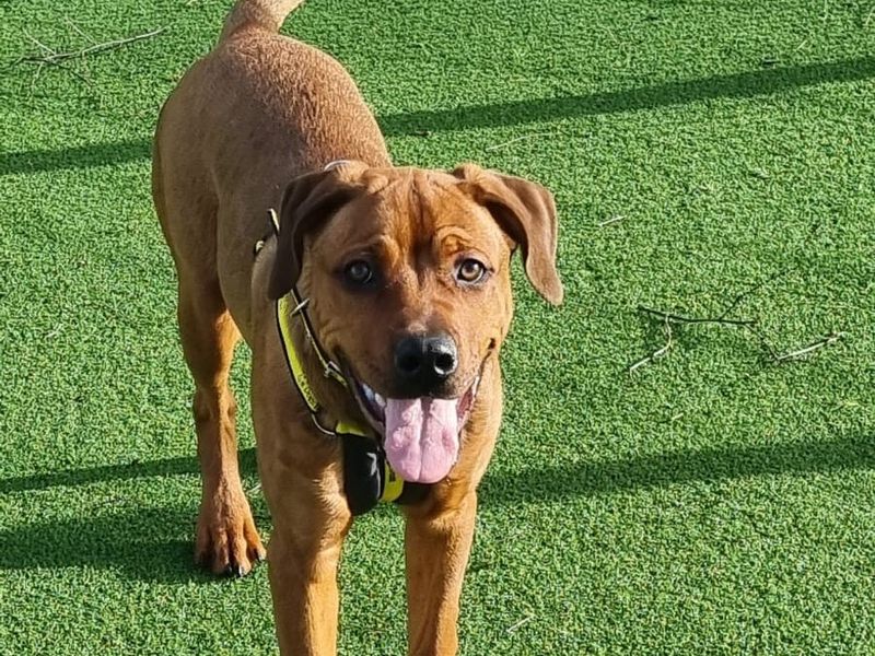 Vinny for sale in Telford, Shropshire | Image 2