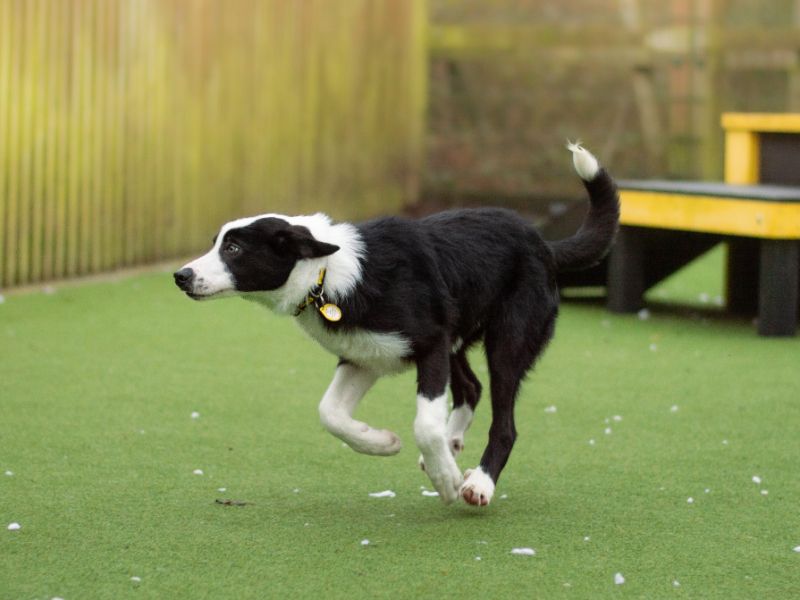 Tex for sale in Kenilworth, Warks | Image 3
