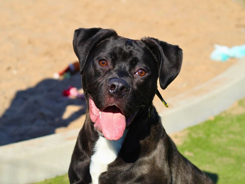 Cane Corso for adoption in Manchester, Greater Manchester – 1 year old - Image 4 of 7