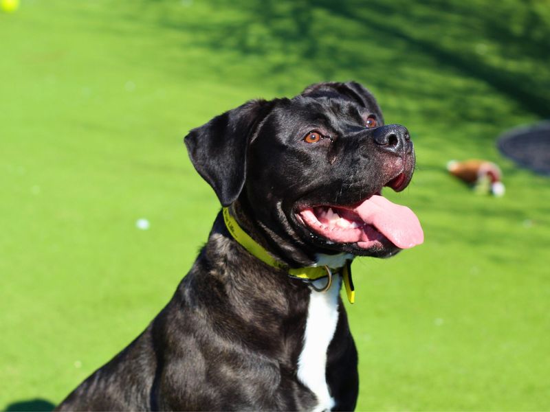 Cane Corso for adoption in Manchester, Greater Manchester – 1 year old - Image 5 of 7