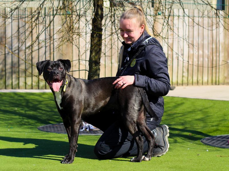Cane Corso for adoption in Manchester, Greater Manchester – 1 year old - Image 2 of 7