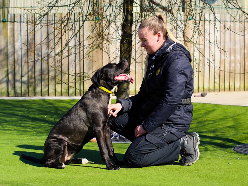 Cane Corso for adoption in Manchester, Greater Manchester – 1 year old - Image 7 of 7
