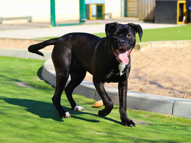 Cane Corso for adoption in Manchester, Greater Manchester – 1 year old - Image 6 of 7
