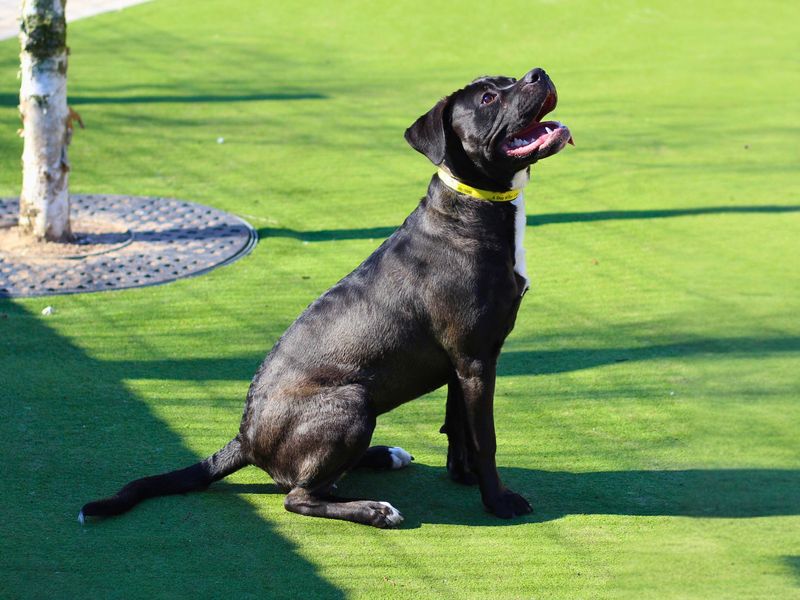 Narla for sale in Manchester, Greater Manchester