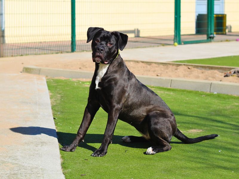 Cane Corso for adoption in Manchester, Greater Manchester – 1 year old - Image 3 of 7