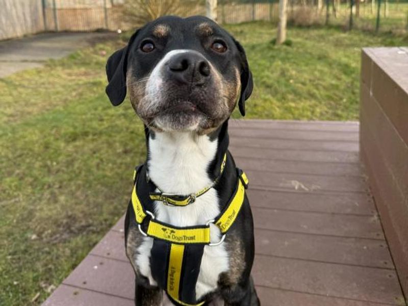 Marley for sale in Telford, Shropshire