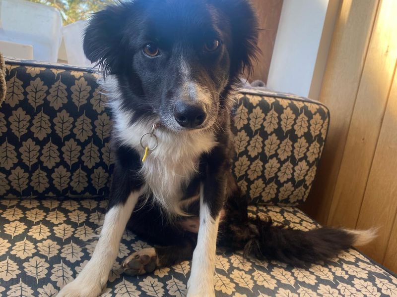 Border Collie for adoption in Cardiff, Glamorgan – 3 years old