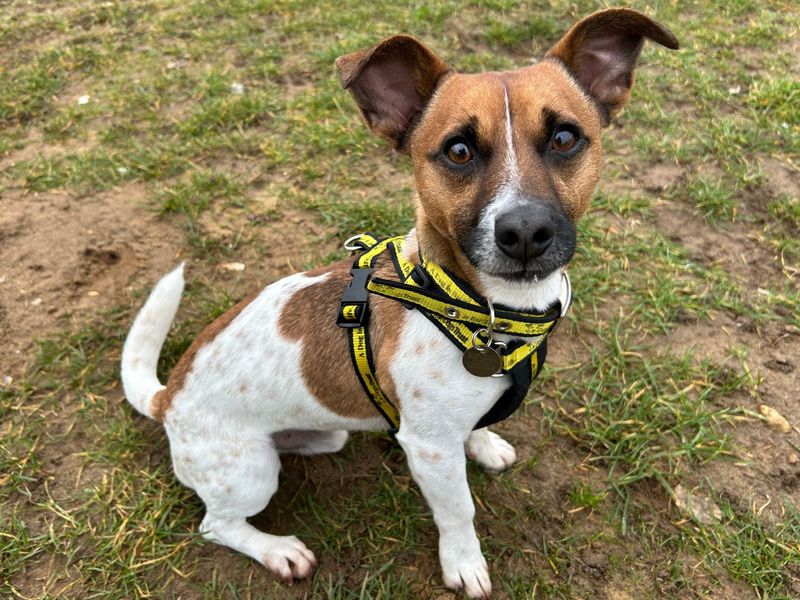 Jack Russell Terrier for adoption in Snetterton, Norfolk – 2 years old - Image 1 of 2