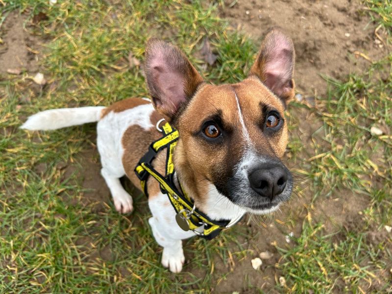 Jack Russell Terrier for adoption in Snetterton, Norfolk – 2 years old - Image 2 of 2