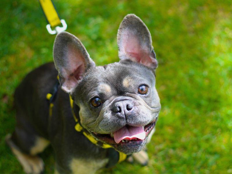Luna for sale in Manchester, Greater Manchester