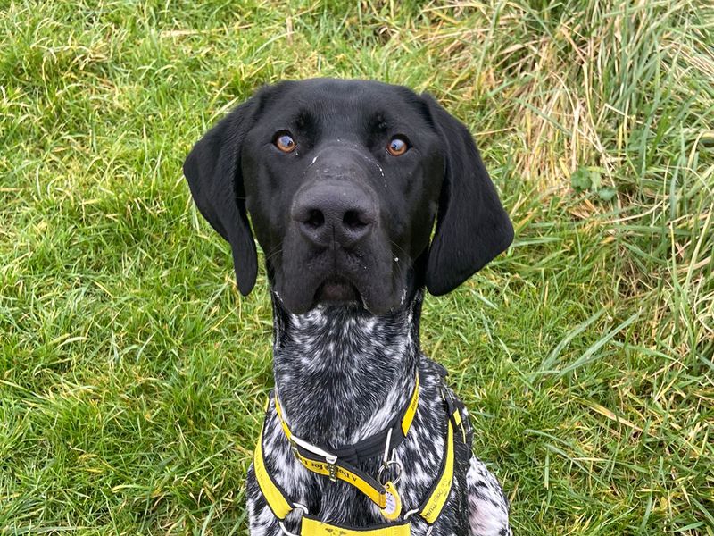 Pointer Dogs And Puppies For Adoption, Rehoming And Rescue In Fleetwood, Lancashire