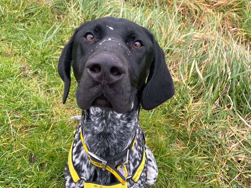German Pointer for adoption in Shoreham by Sea, West Sussex – 1 year old - Image 2 of 3
