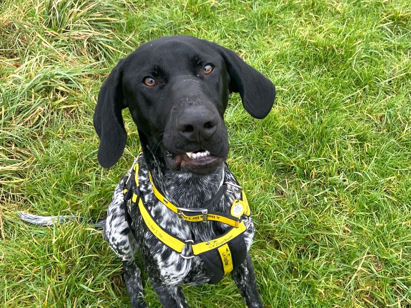 German Pointer for adoption in Shoreham by Sea, West Sussex – 1 year old - Image 3 of 3