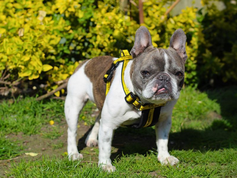 Stella for sale in Manchester, Greater Manchester
