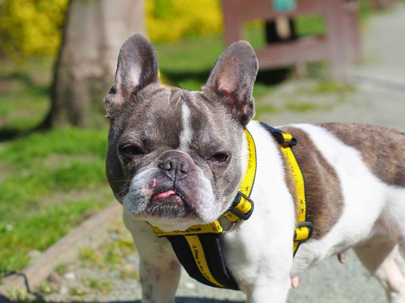 Stella for sale in Manchester, Greater Manchester | Image 2