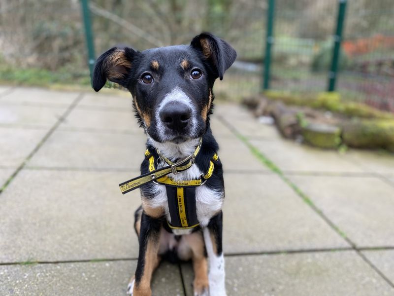 Border Collie for adoption in Ilfracombe, North Devon – 9 months old