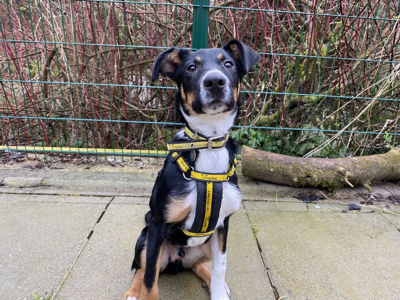 Border Collie for adoption in Ilfracombe, North Devon – 10 months old - Image 2 of 5